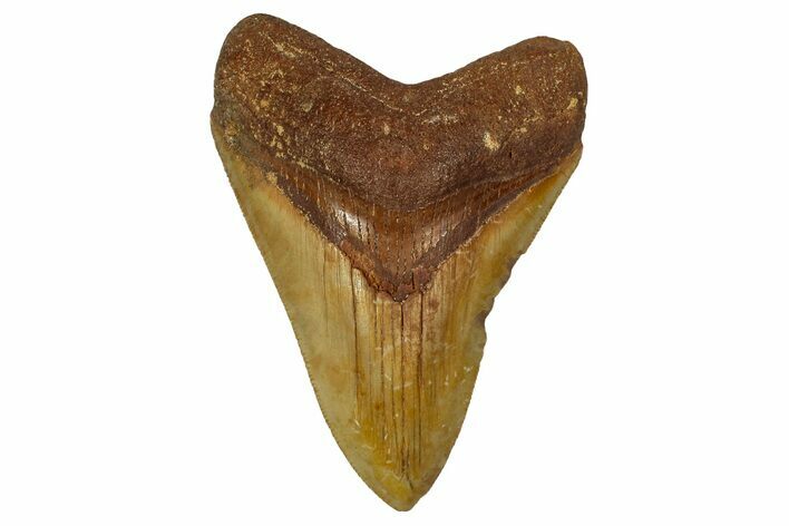 Serrated, Fossil Megalodon Tooth From Morocco - Rare Location #353006
